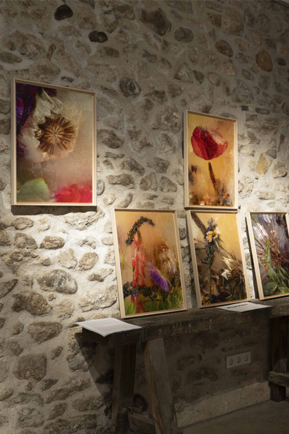 Herbarium Glaciale