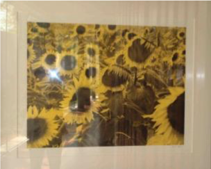 Girasoles