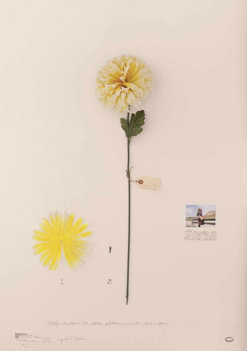 Crisantemo de Salvatore (Altar). Expedición Sicilia. (Lámina 28)