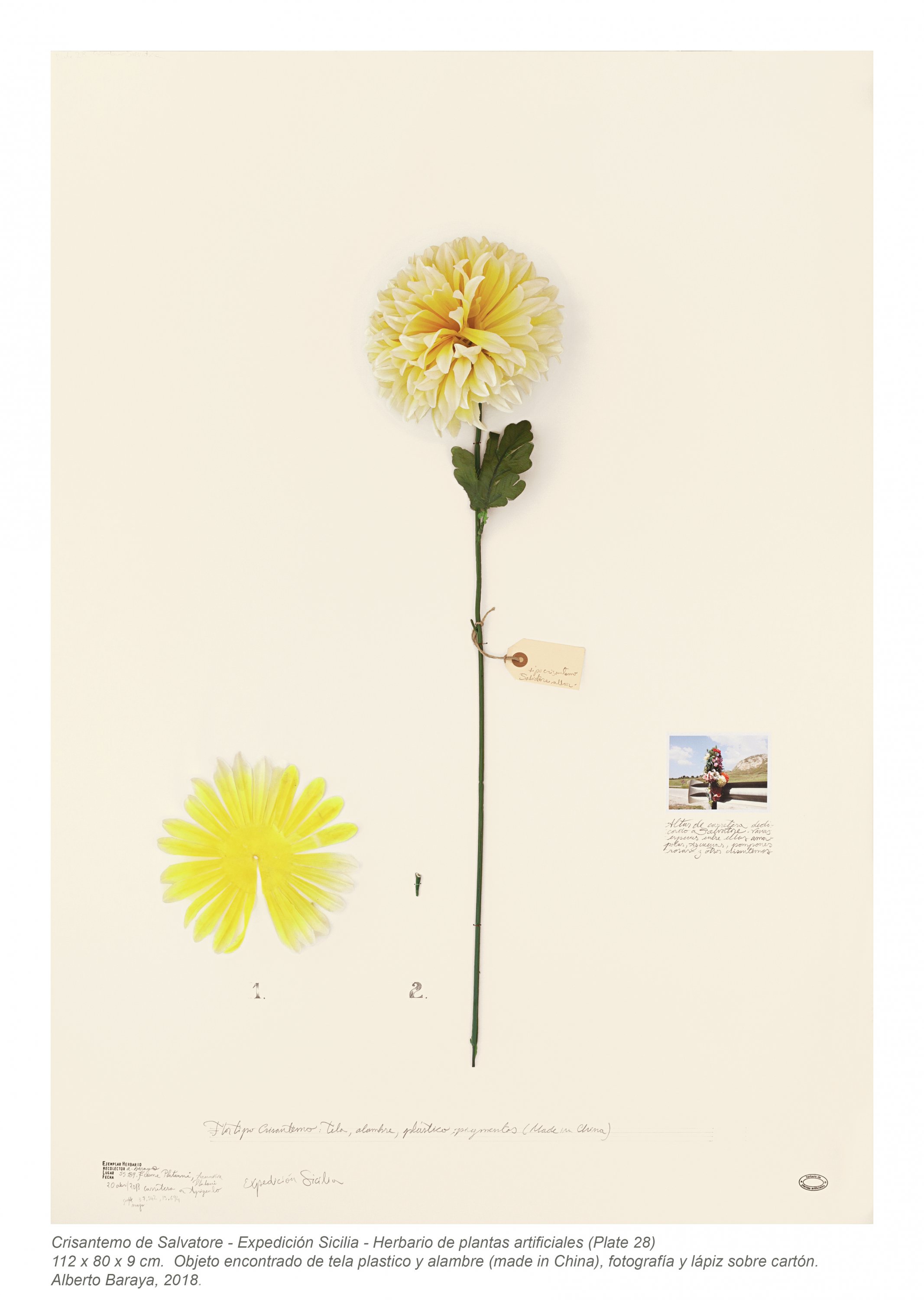 Crisantemo de Salvatore (Altar). Expedición Sicilia. (Lámina 28)