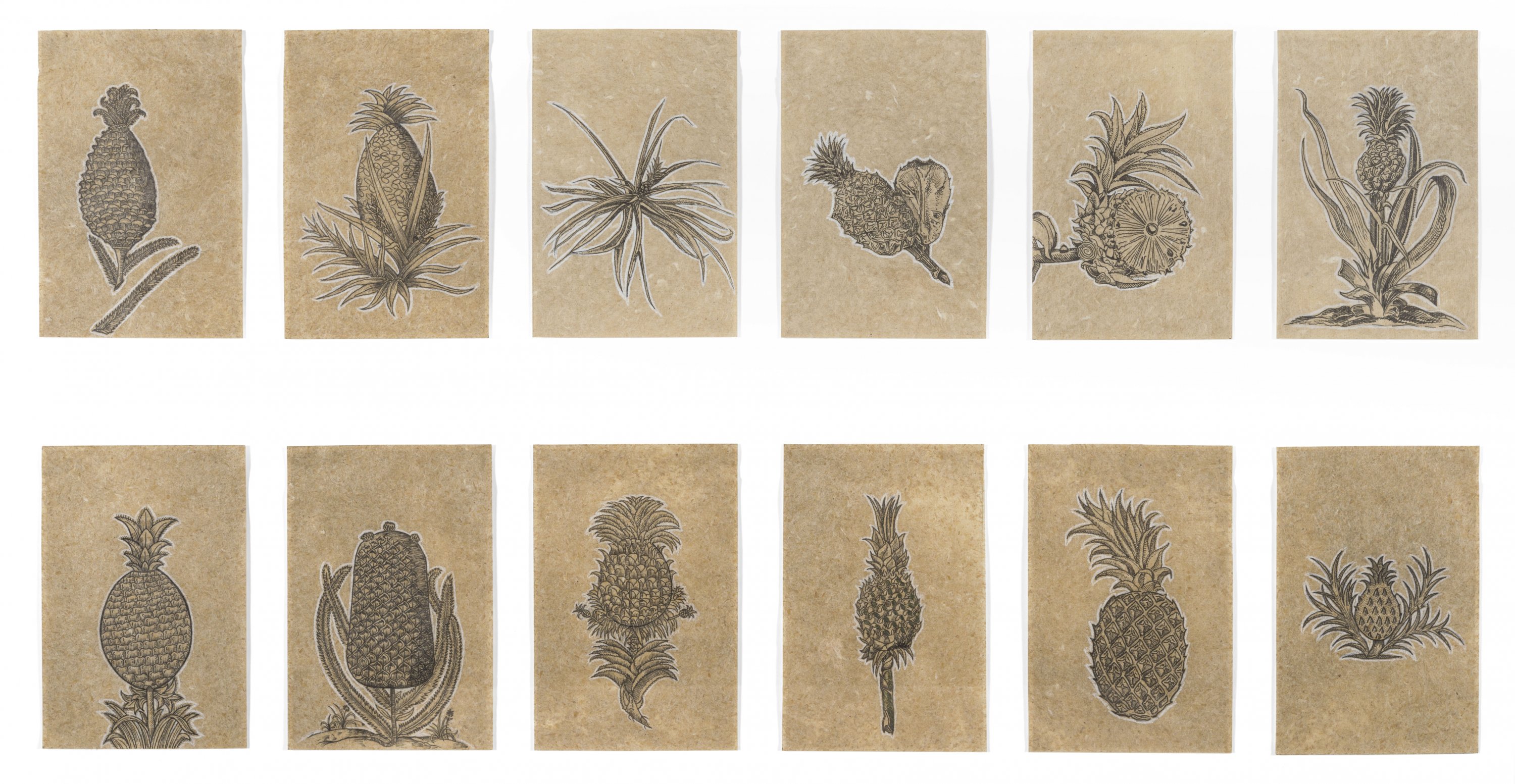 Cronología ilustrativa de la piña
