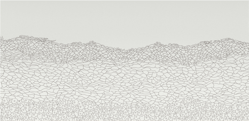 Epidermis I