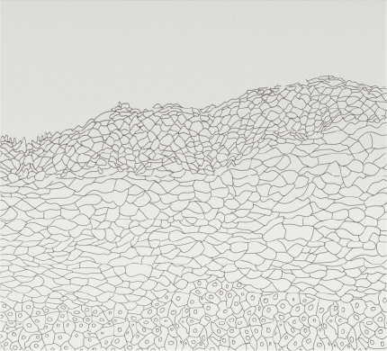 Epidermis II