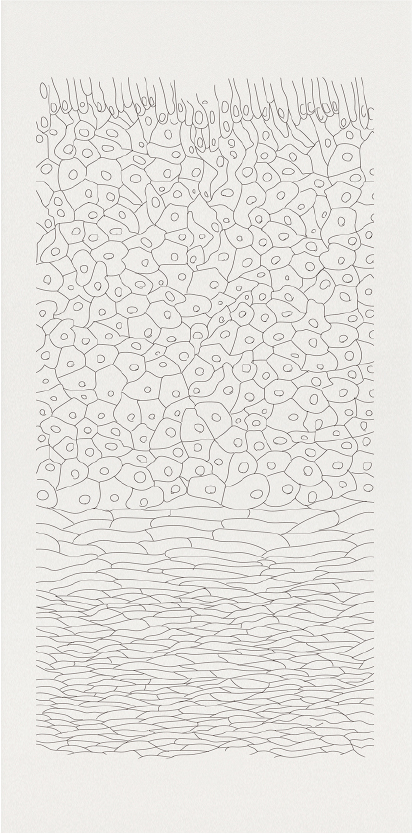 Epidermis III
