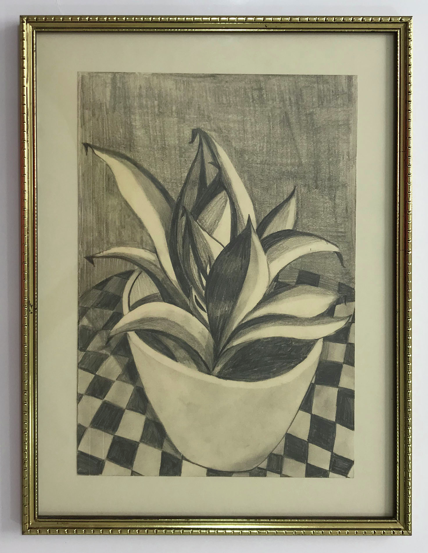 Tarde: una sansevieria a las 5:58 pm