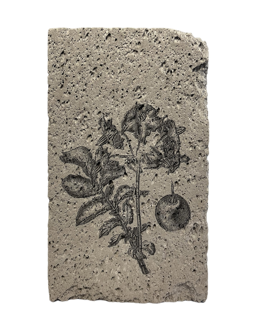 Solanum Tuberosum 18