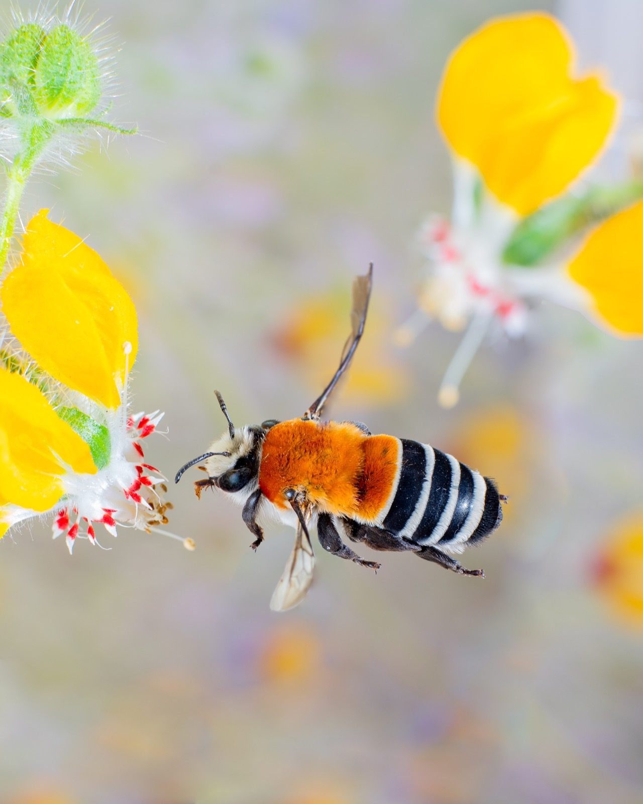 Caupolicana fulvicollis