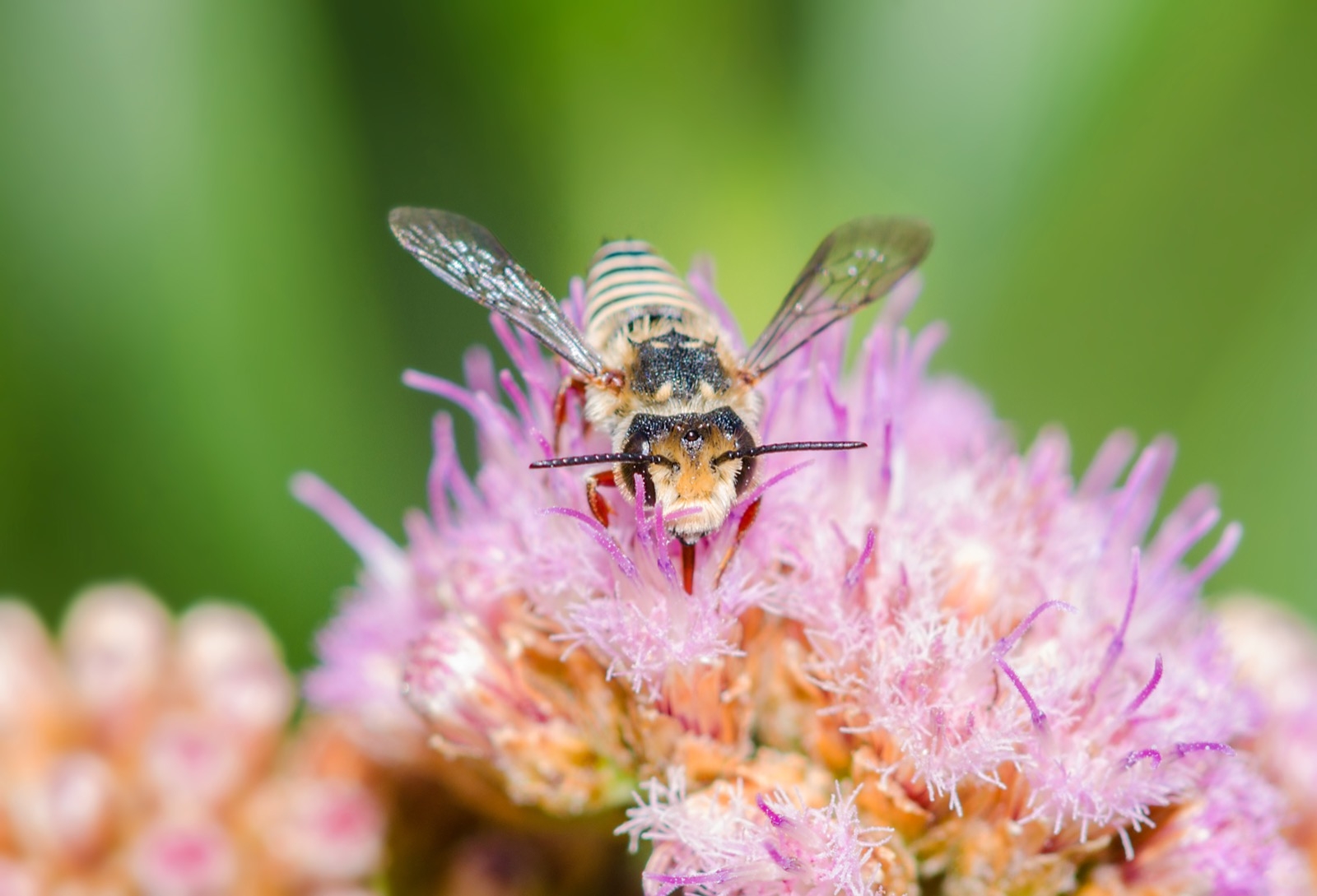 Coelioxys pergandei sobre una Tessaria absinthioides 