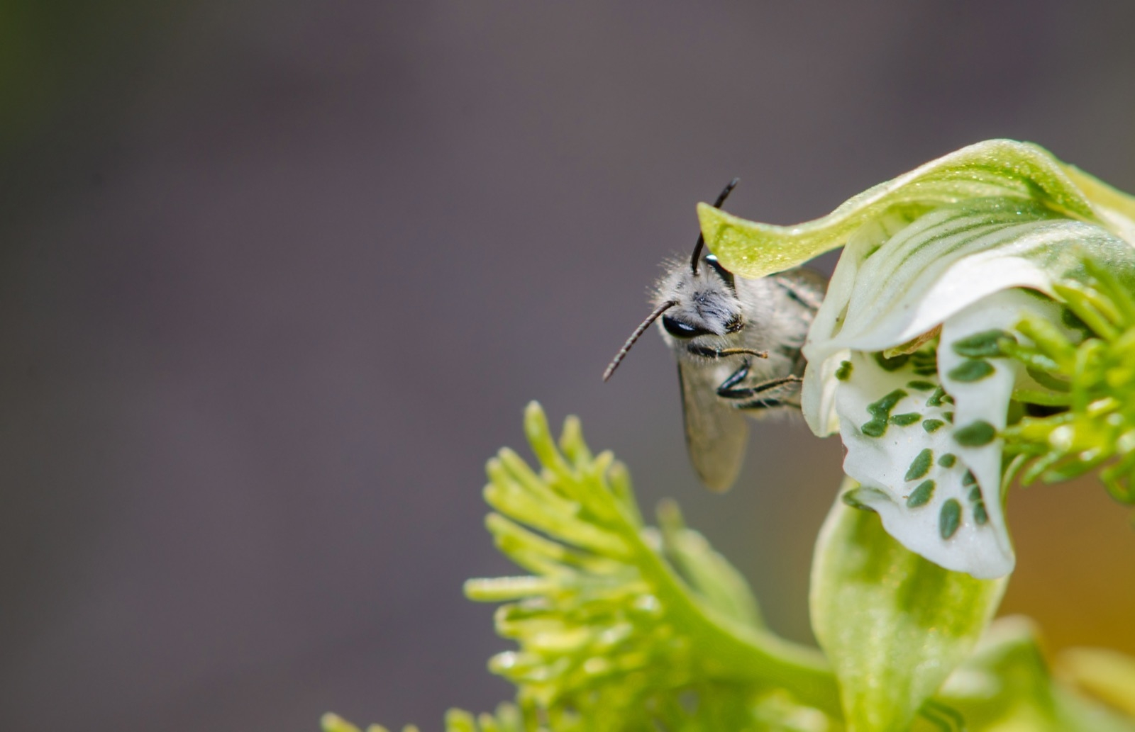 Colletes seminitidus sobre una Bipinnula fimbriata