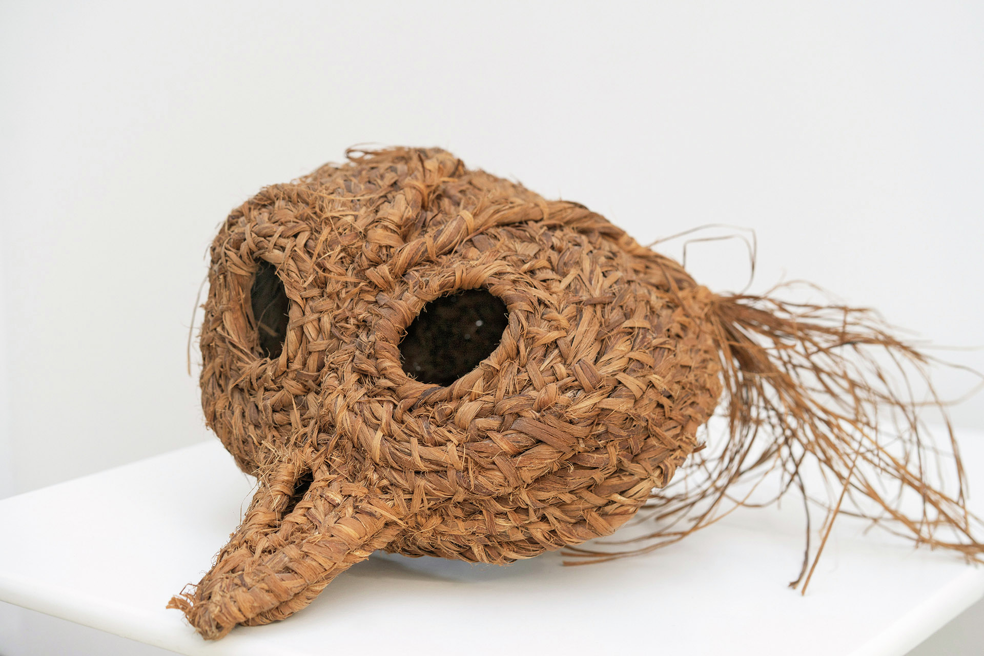 Buru / El Búho o cabeza de brujo 