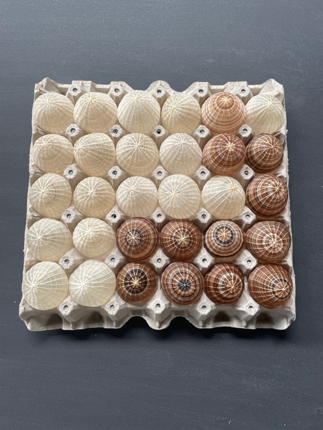 30 huevos de crin de caballo