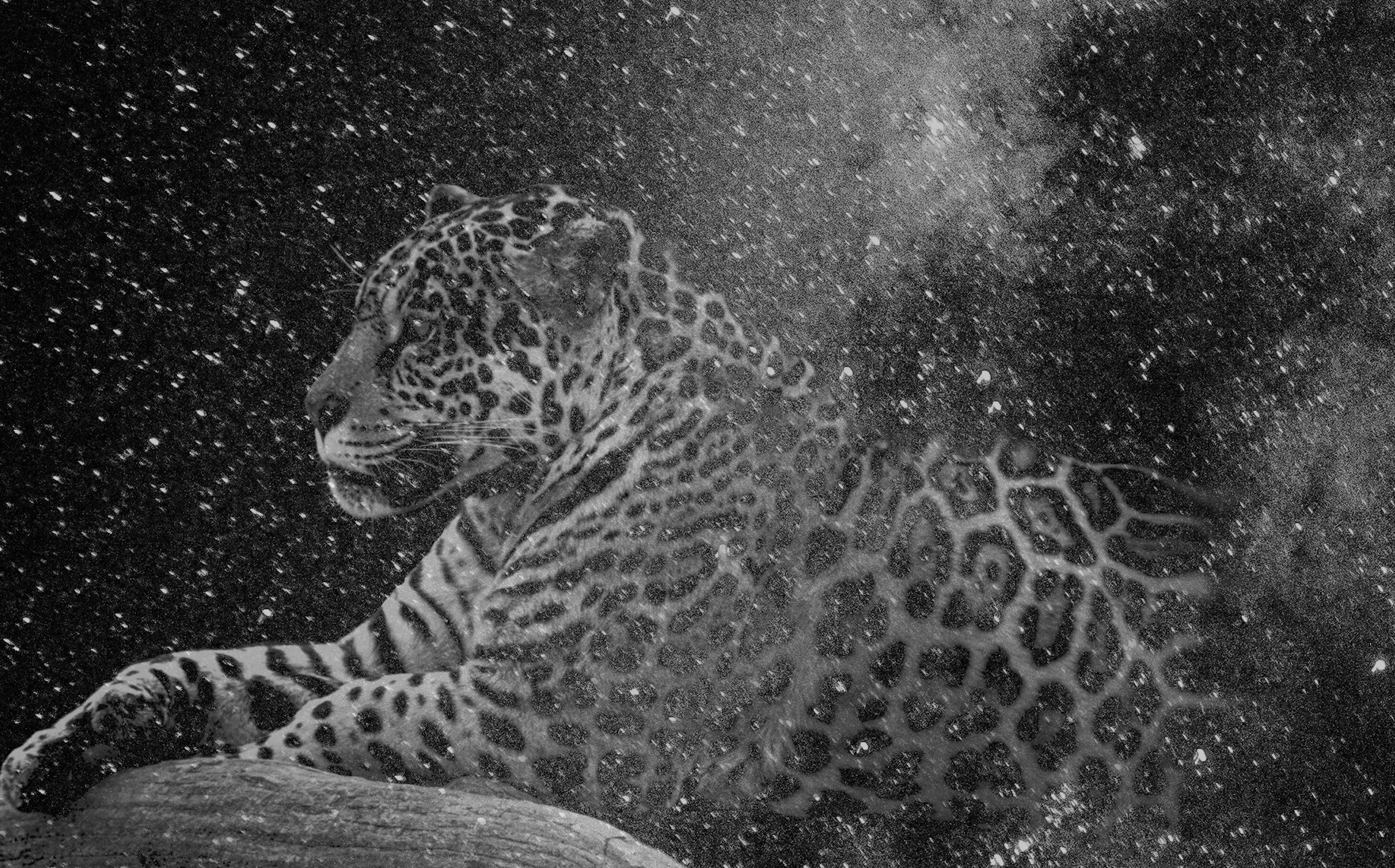 Que muera conmigo el misterio que está escrito en los tigres
