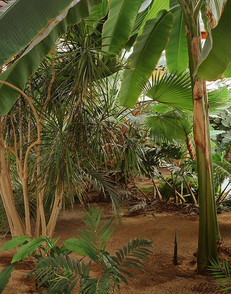 Garden Atrium. Hotel Barceló. Series Paisajes Mínimos. 