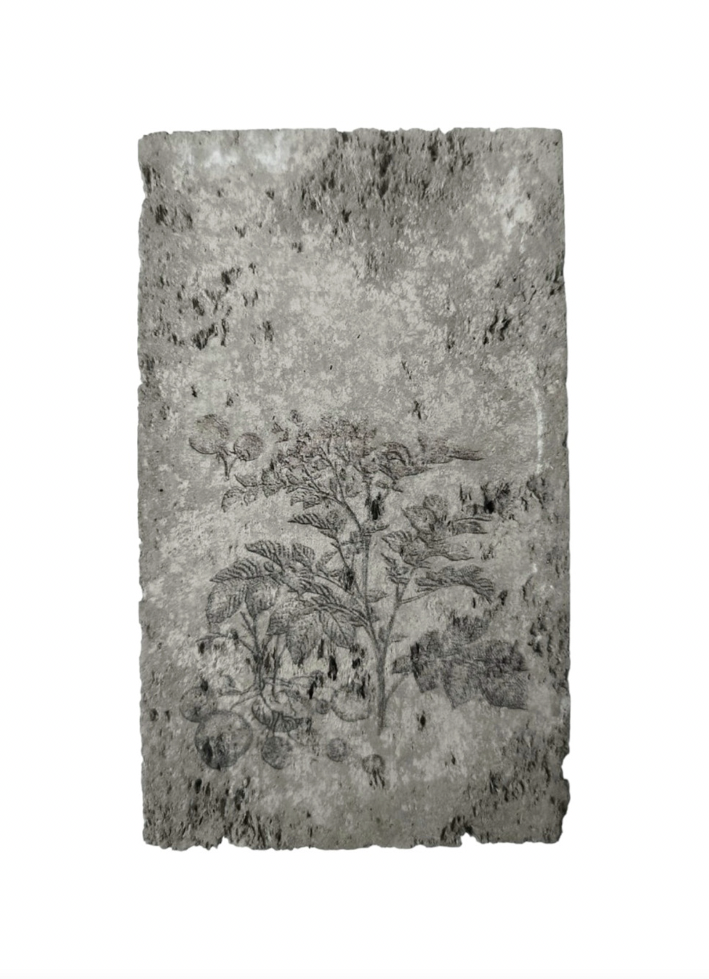  Solanum Tuberosum 21