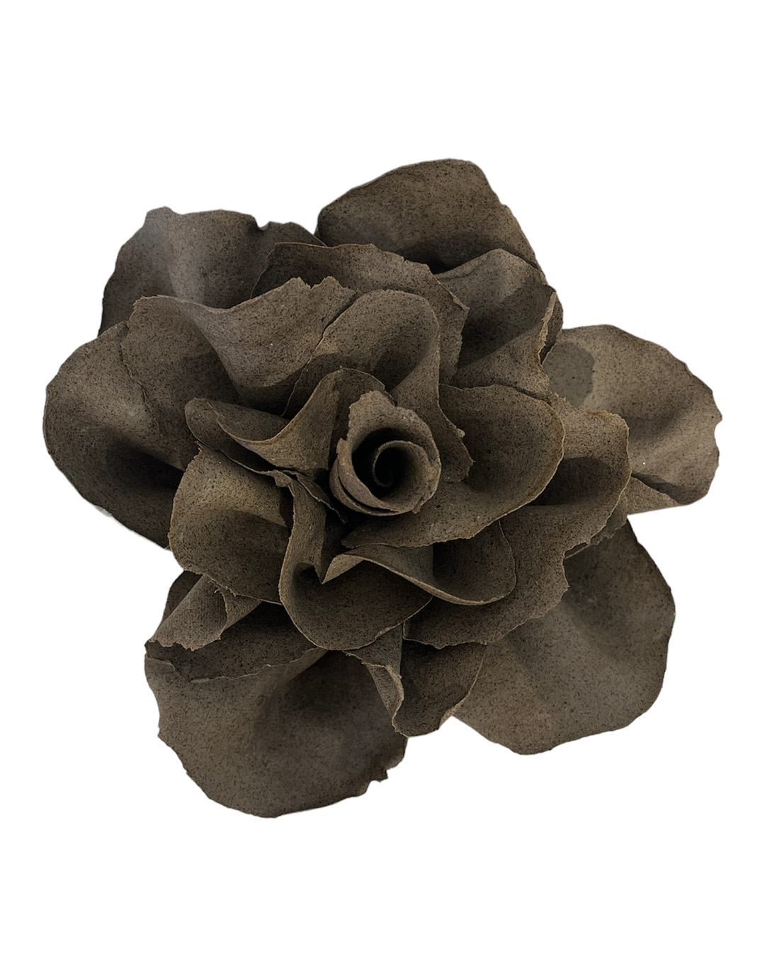 Rosa 16