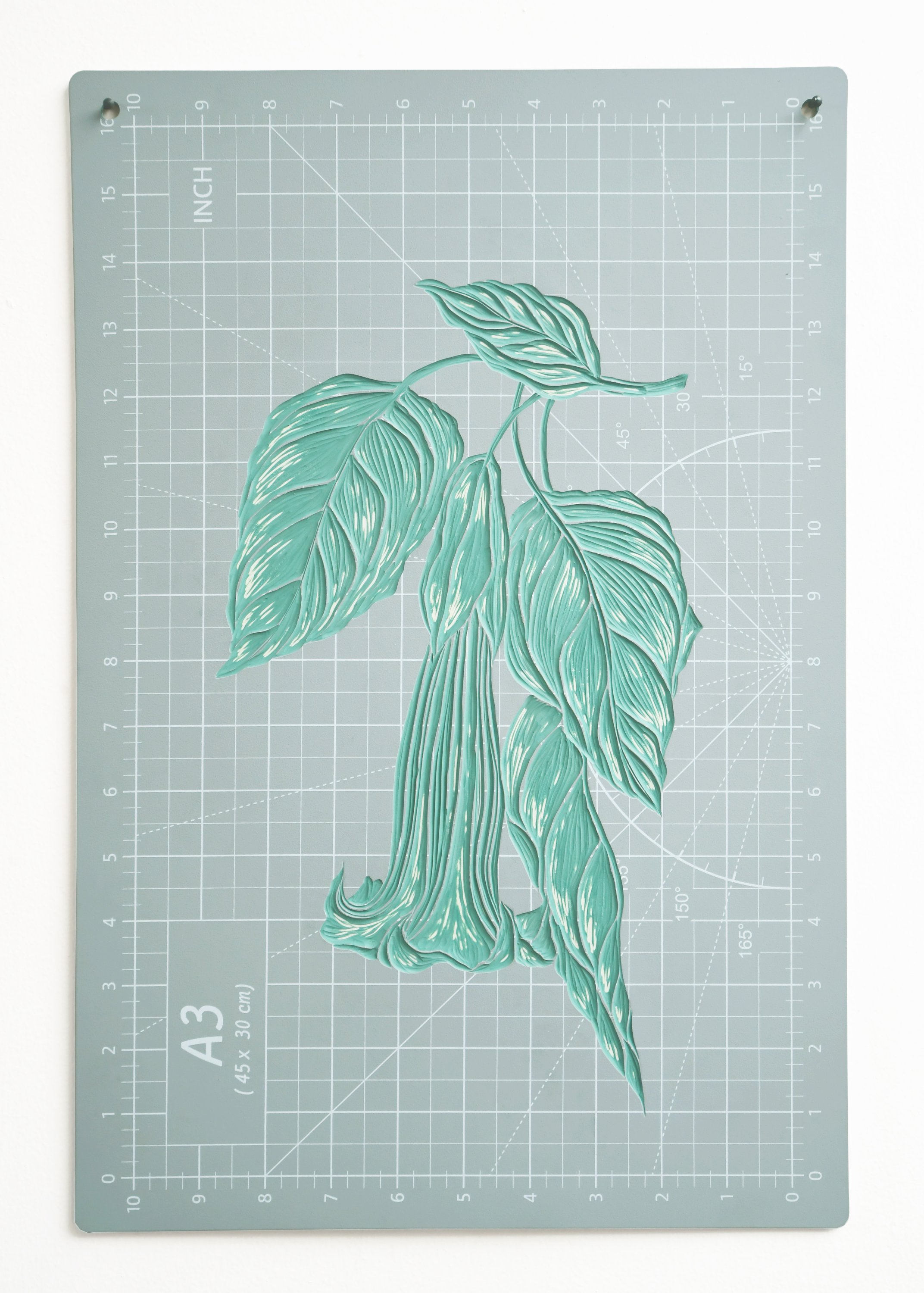 Brugmansia arborea 4