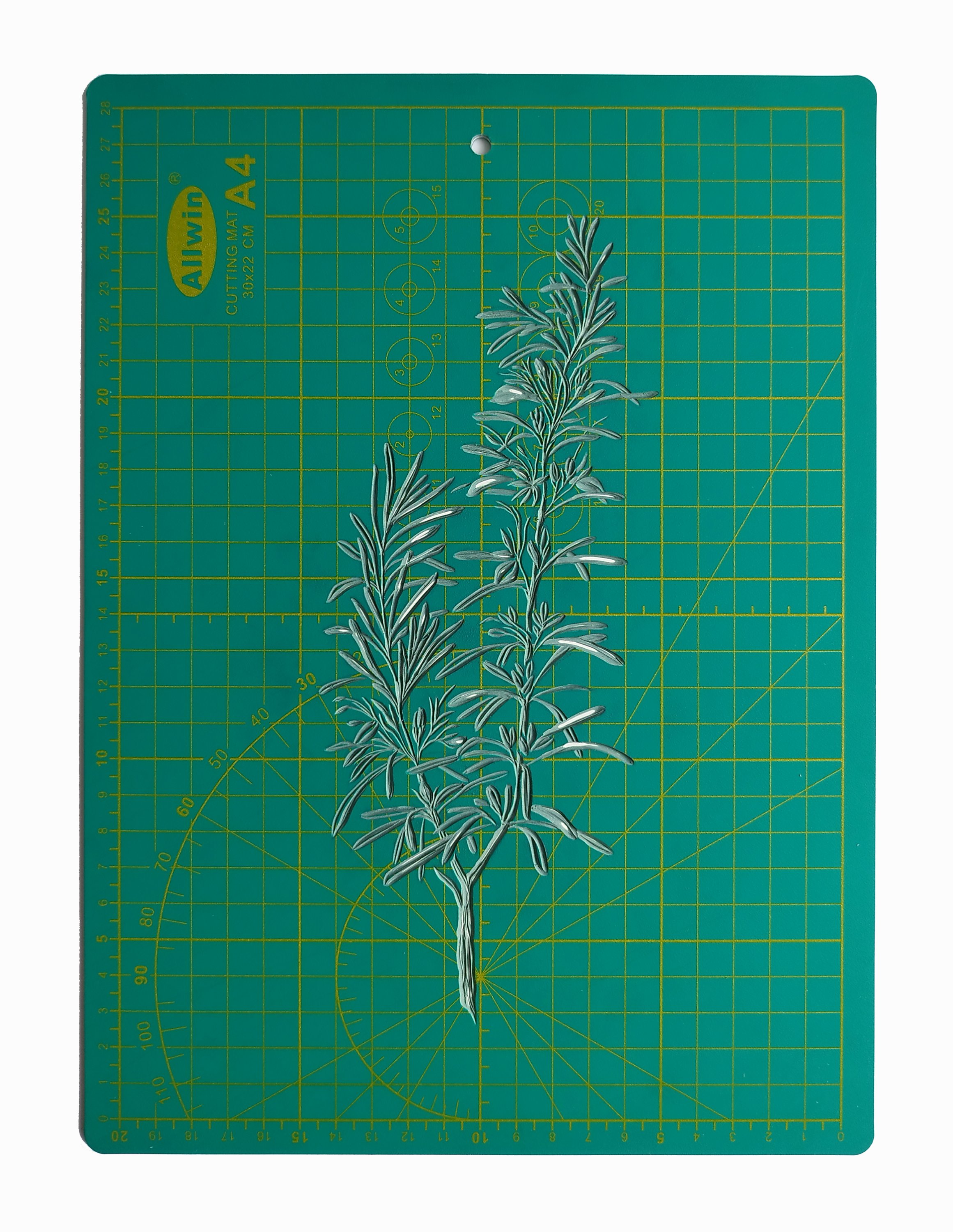 Rosmarinus officinalis