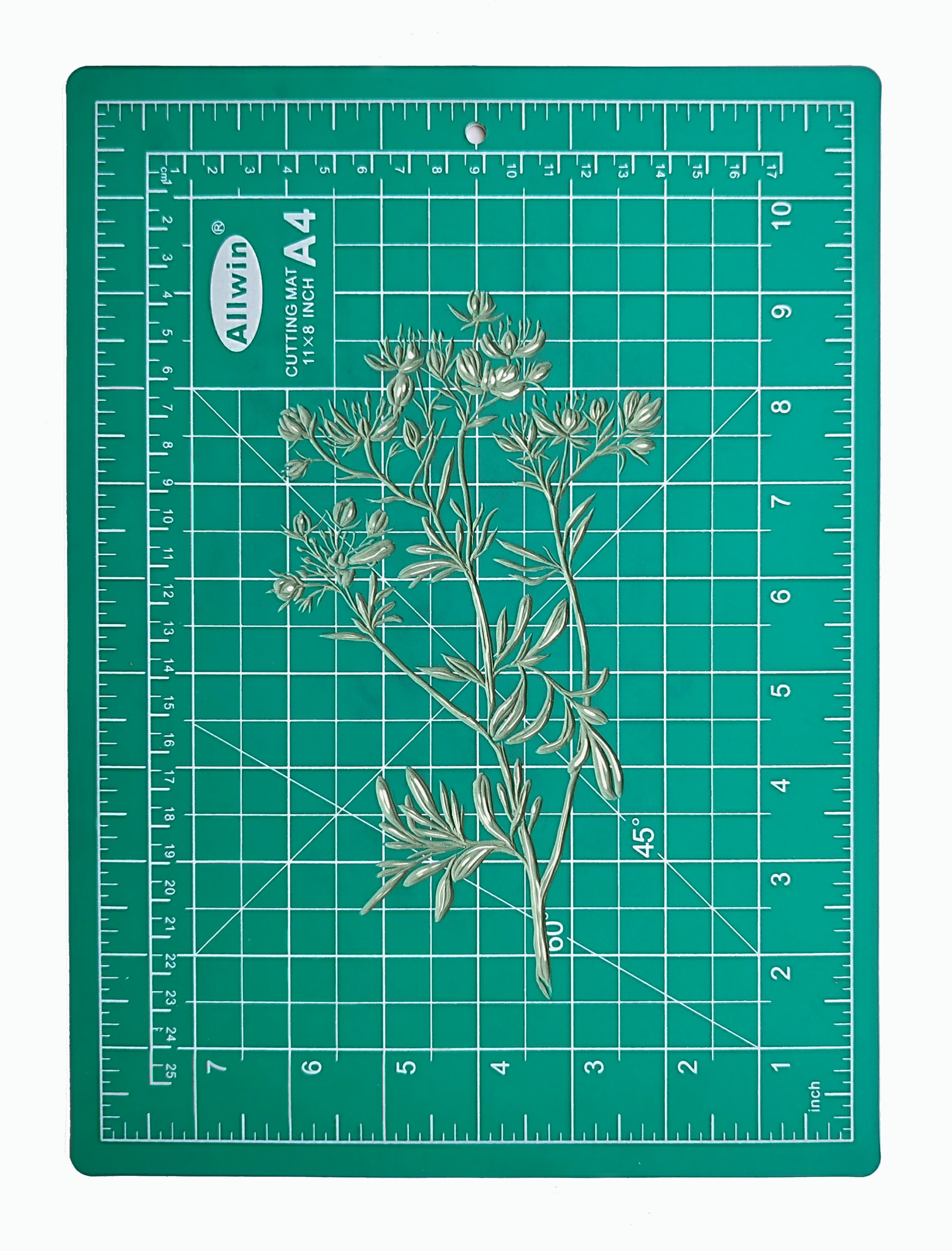 Ruta graveolens