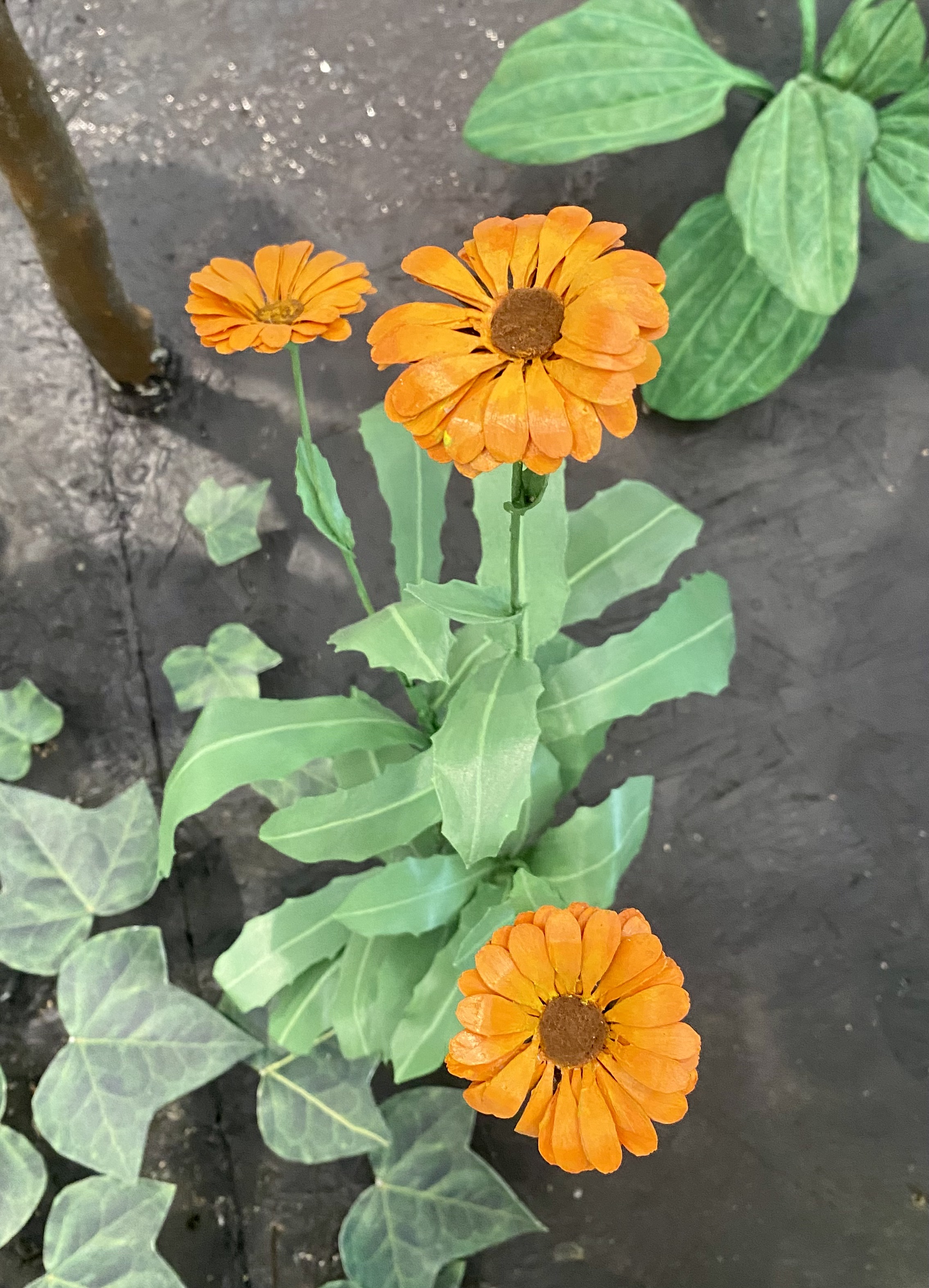 Calendula