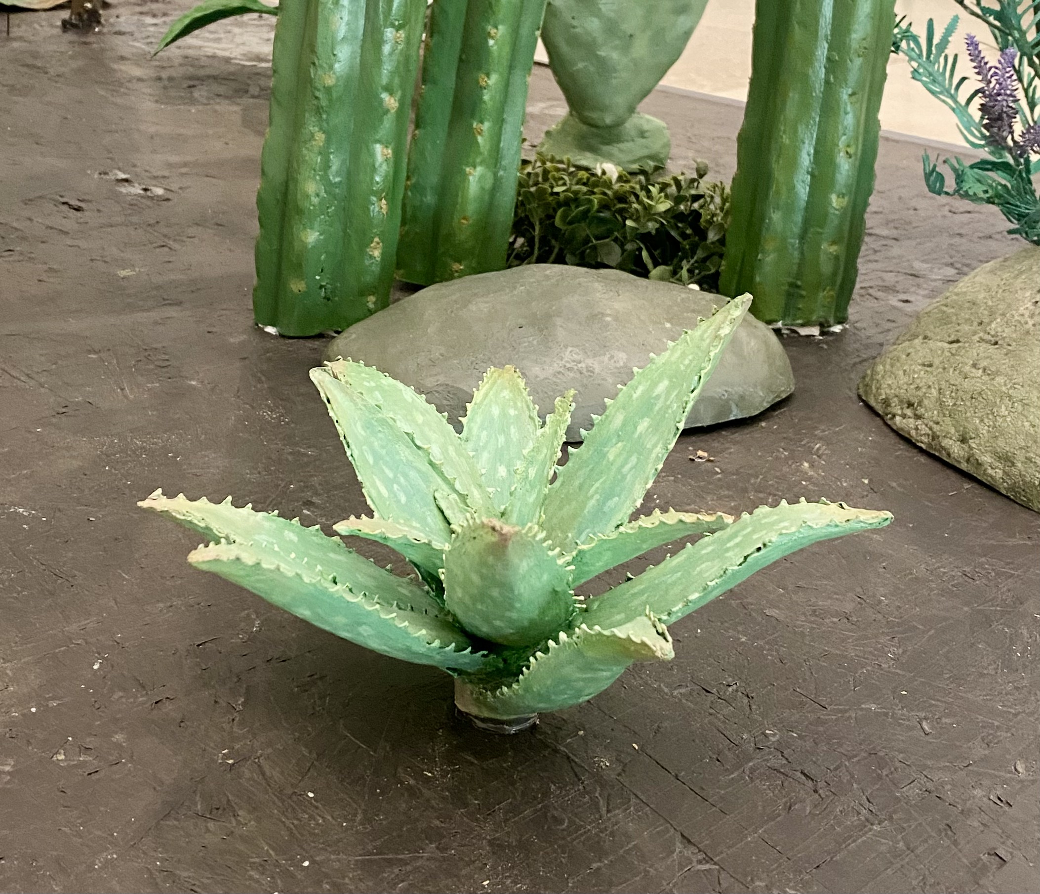 Aloe Vera