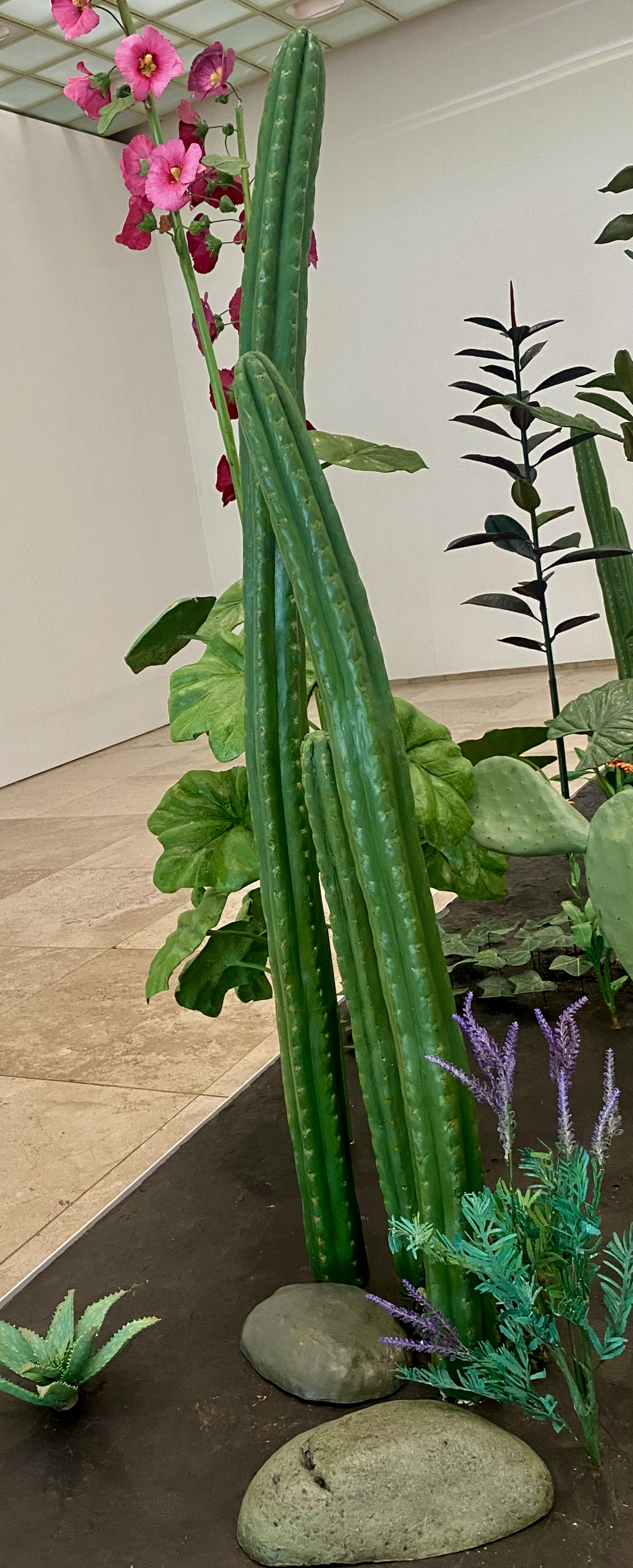 Conjunto de Cactus