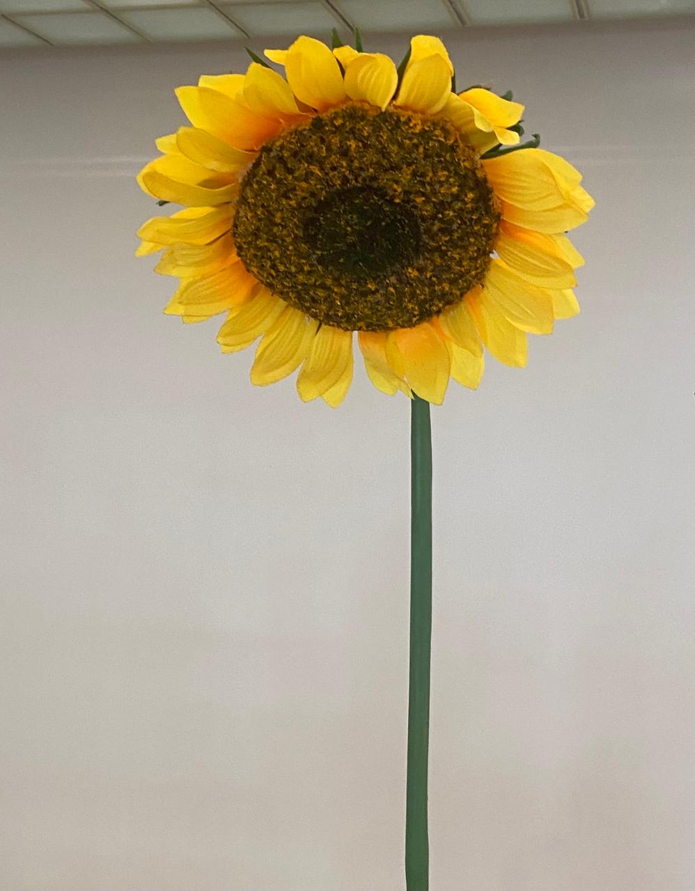 Girasol