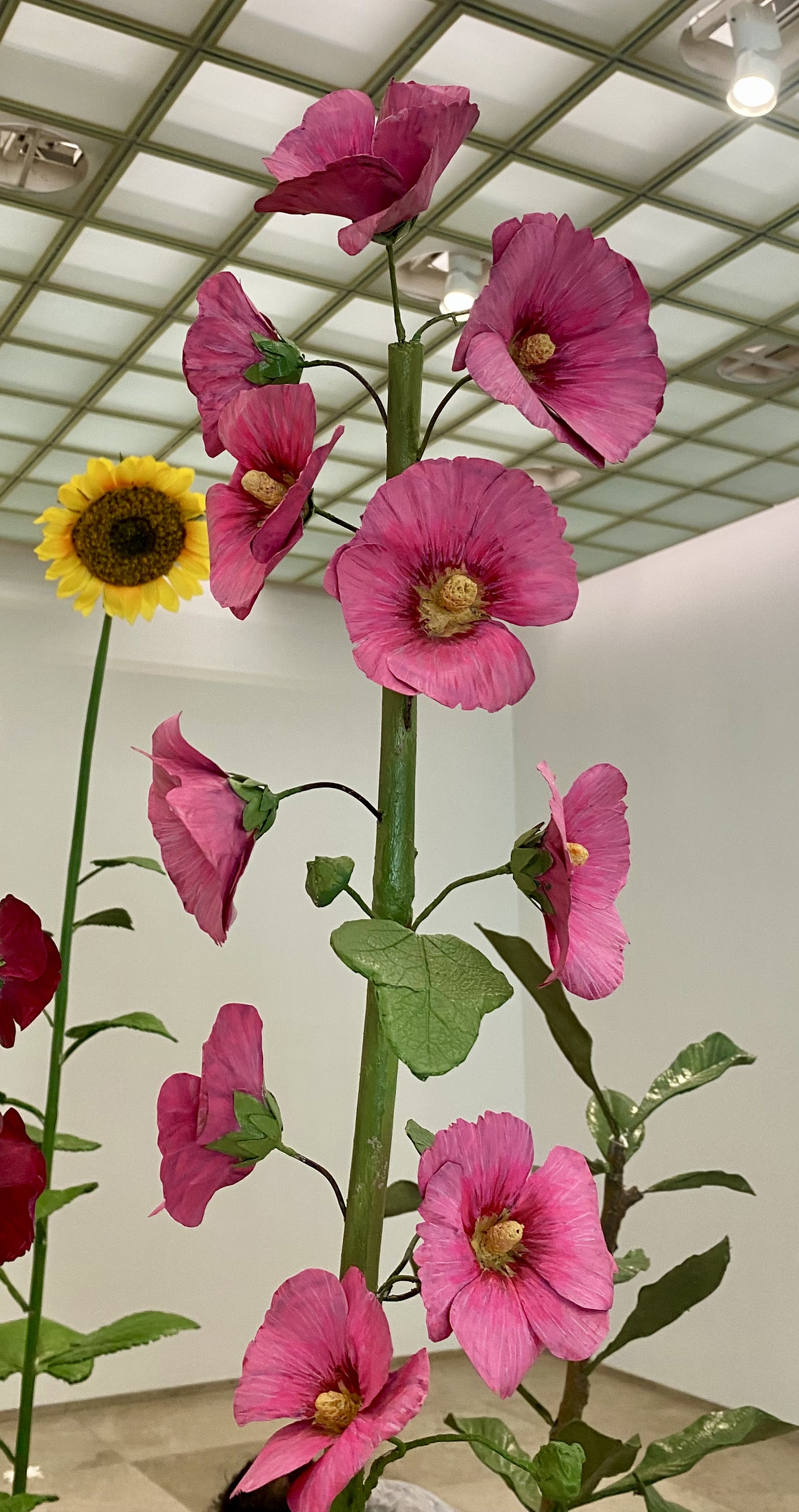 Malva Rosa