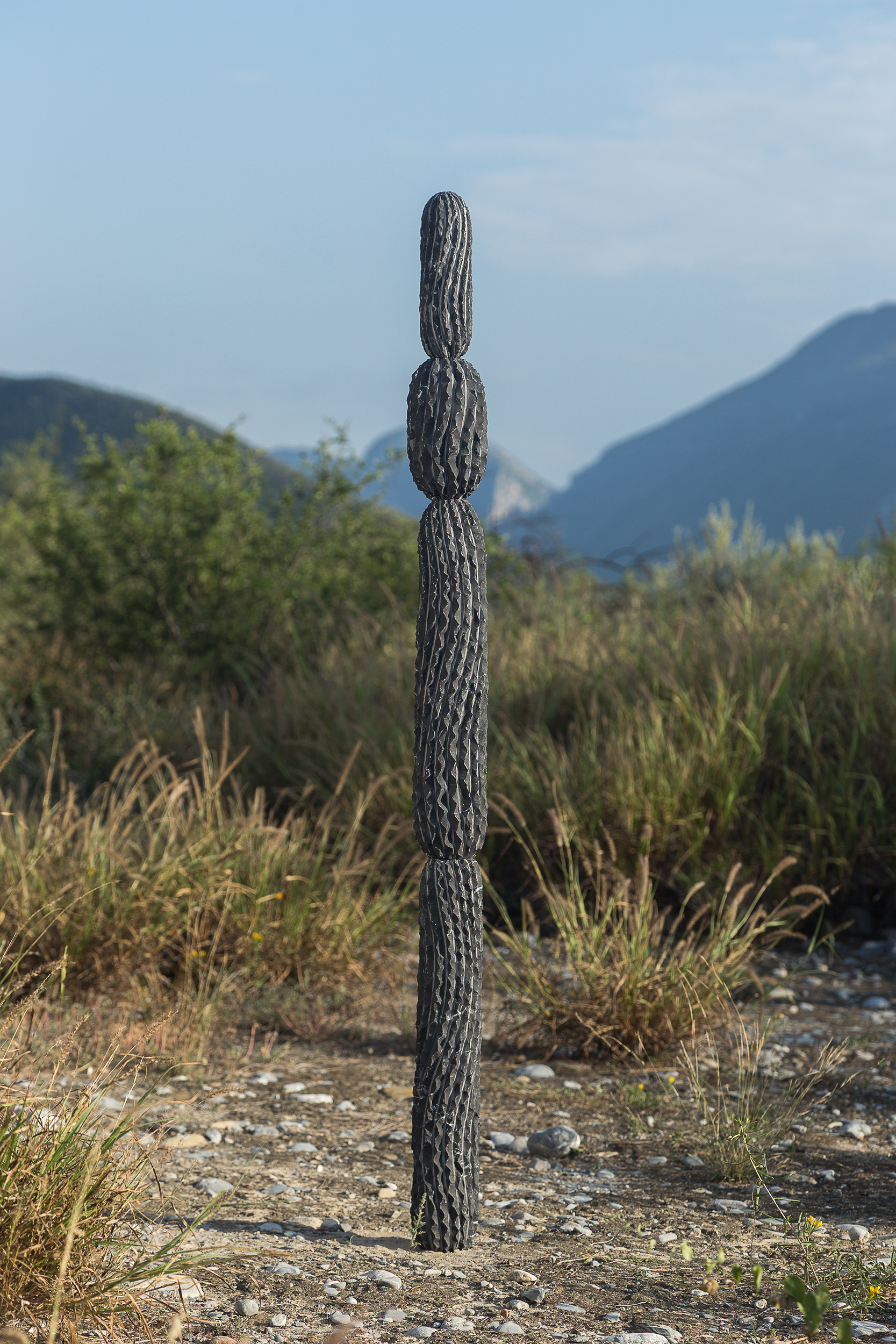 Cactácea / Cactaceous