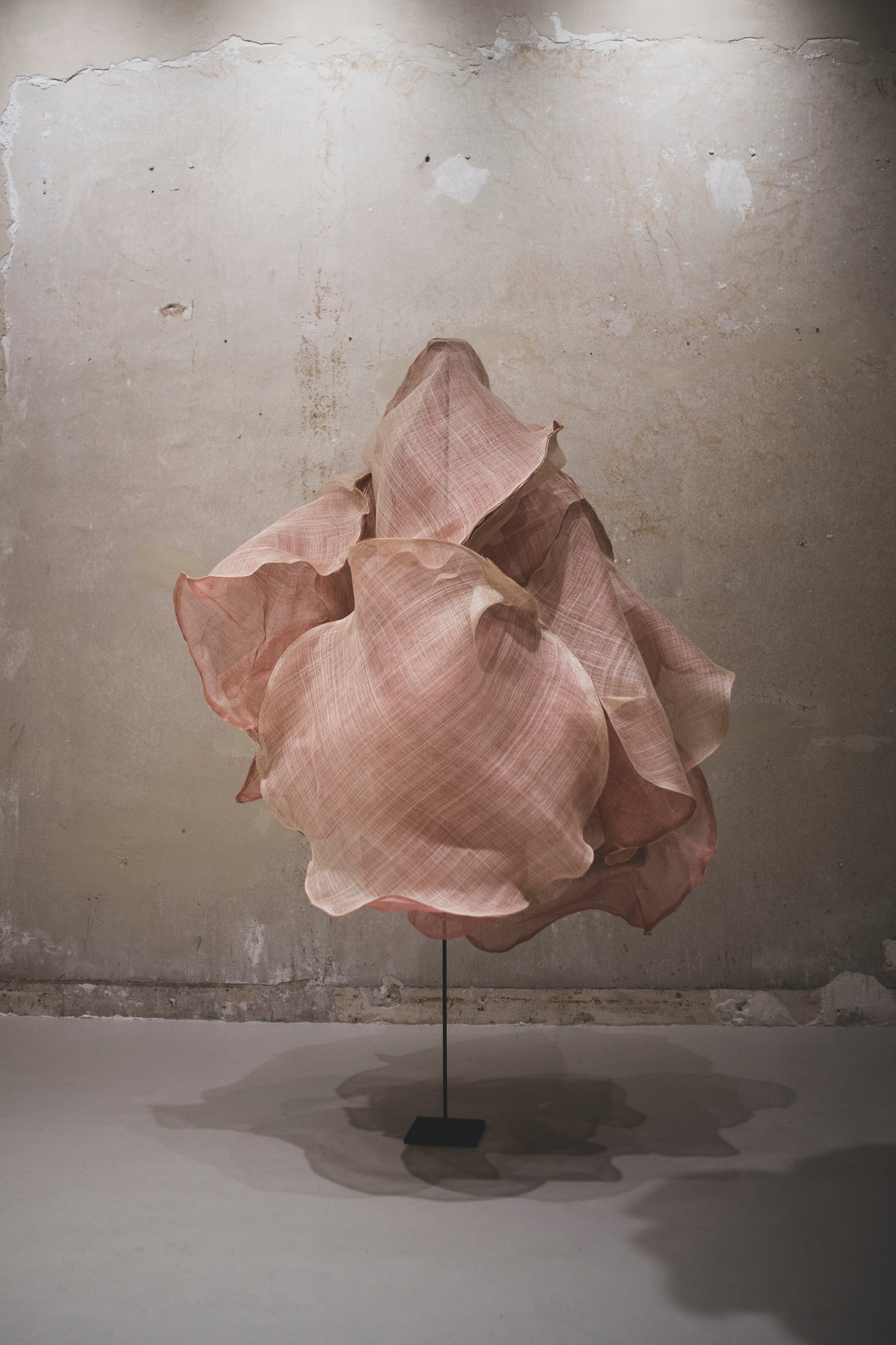 Padina Rose