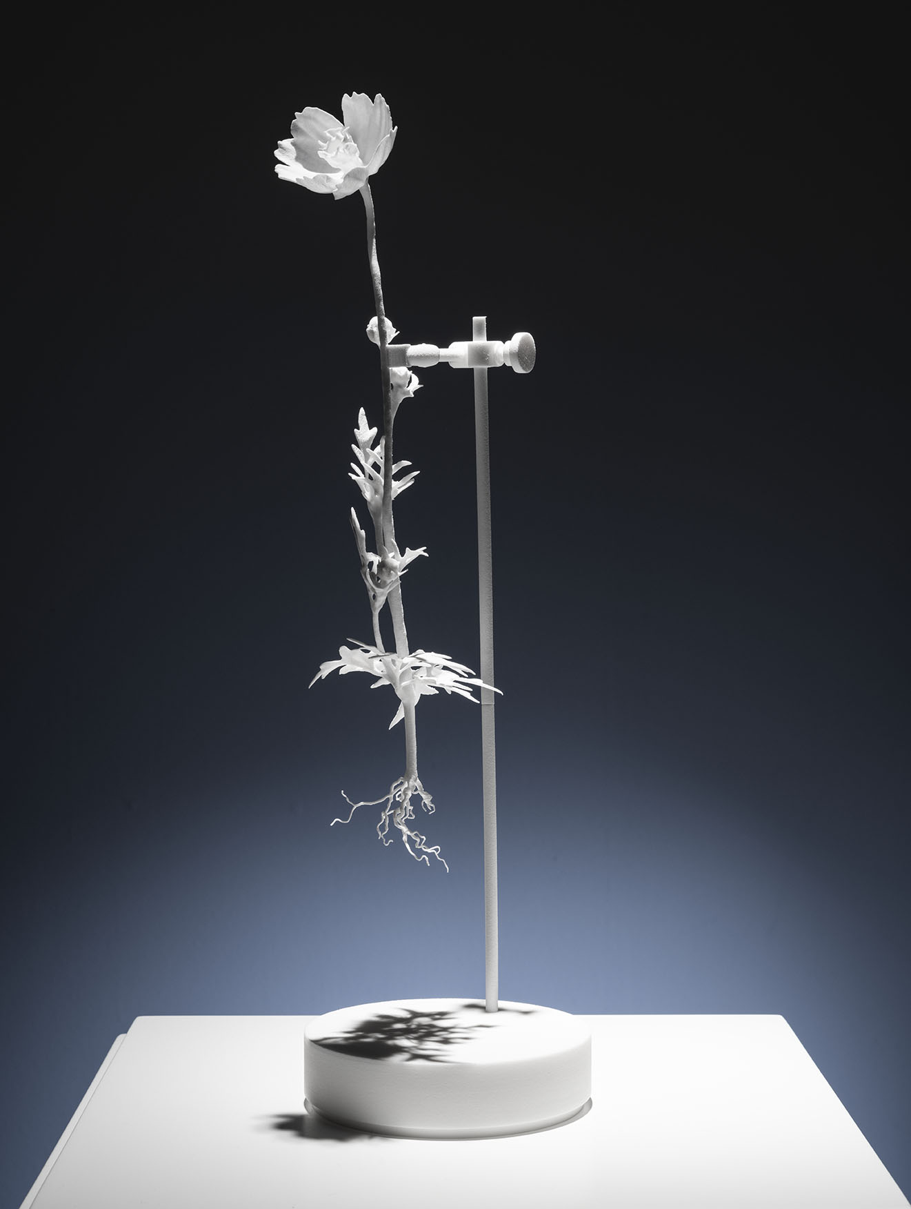 Dust Flowers: Cosmos sulphureus B