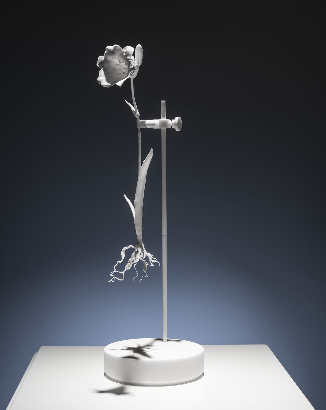 Dust Flowers: Hemerocallis lilioasphodelus B