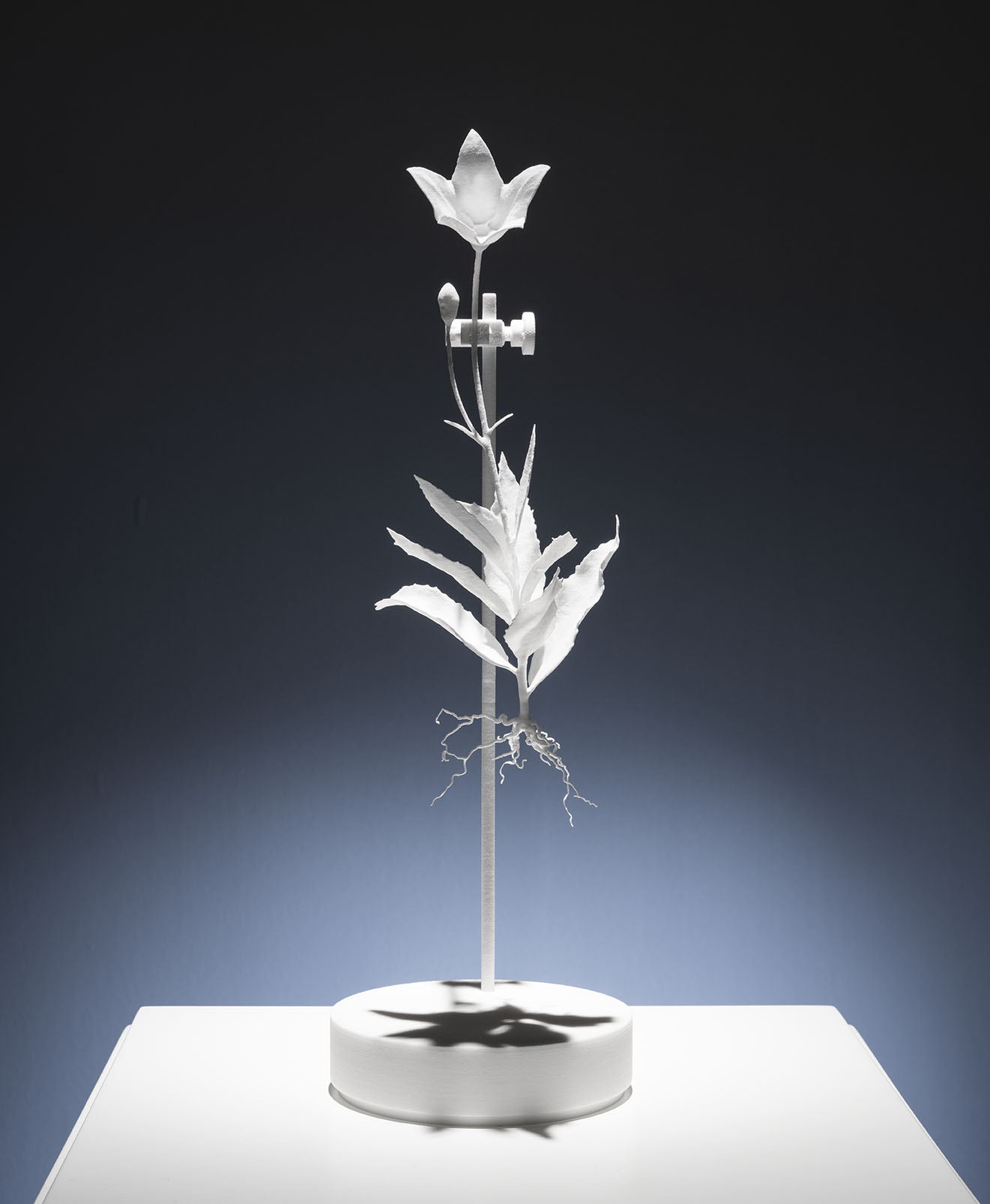 Dust Flowers: Platycodon grandifloras B