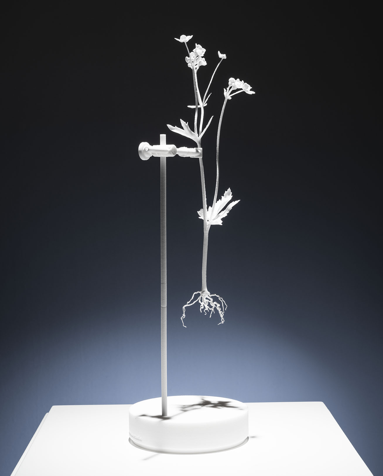 Dust Flowers: Ranunculus repens B