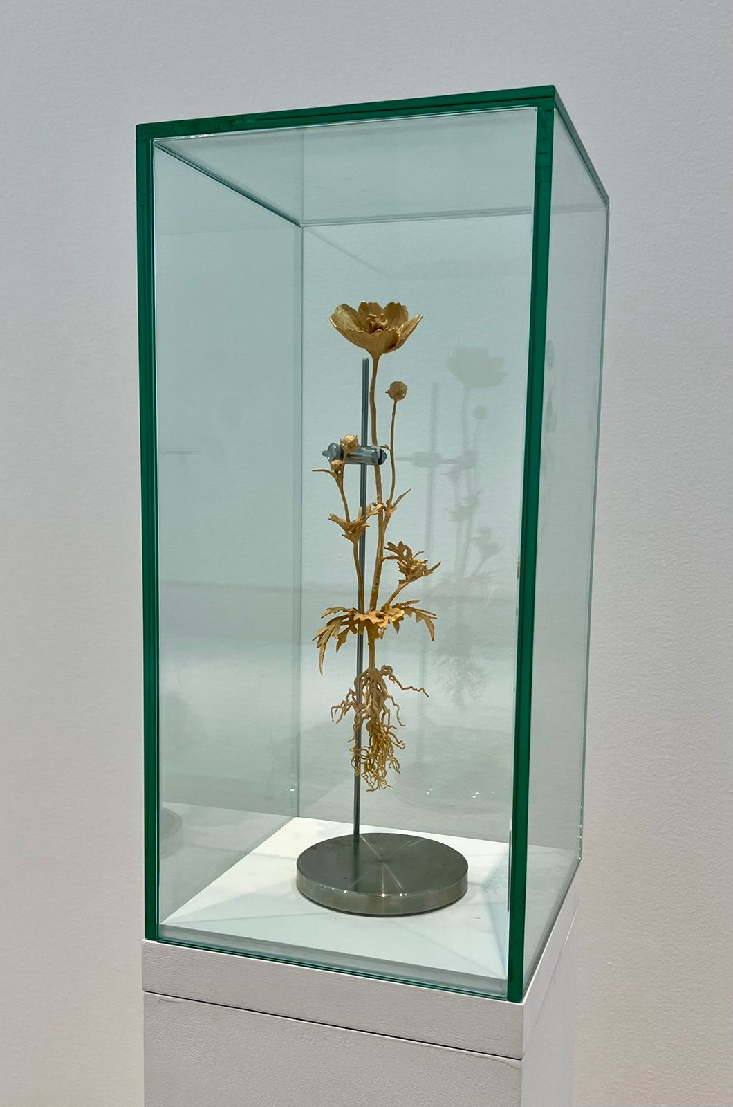 Bronze Flowers: Cosmos sulphureus B