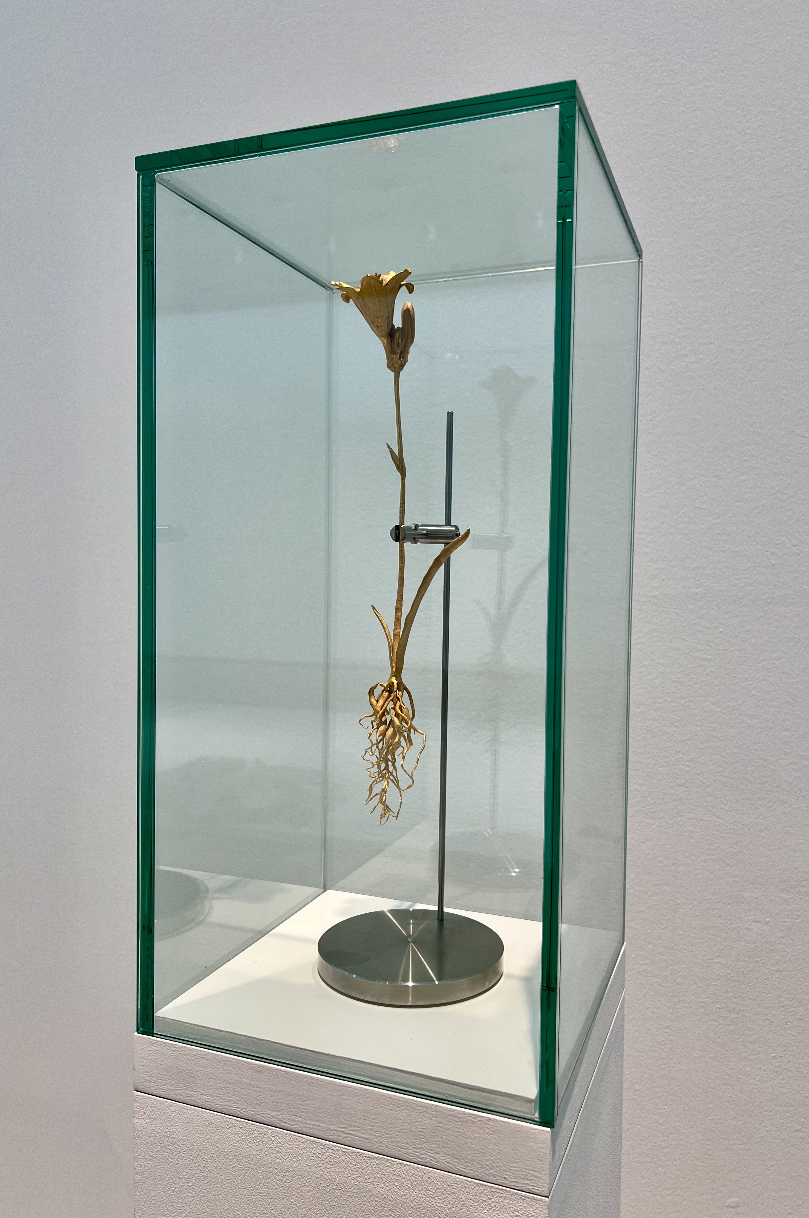 Bronze Flowers: Hemerocallis lilioasphodelus B