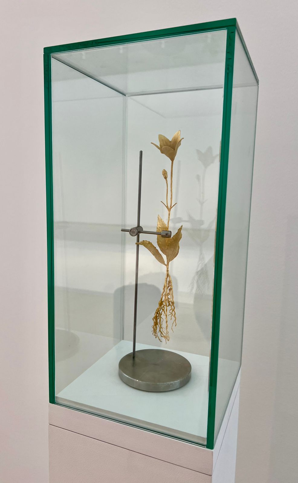 Bronze Flowers: Platycodon grandifloras B