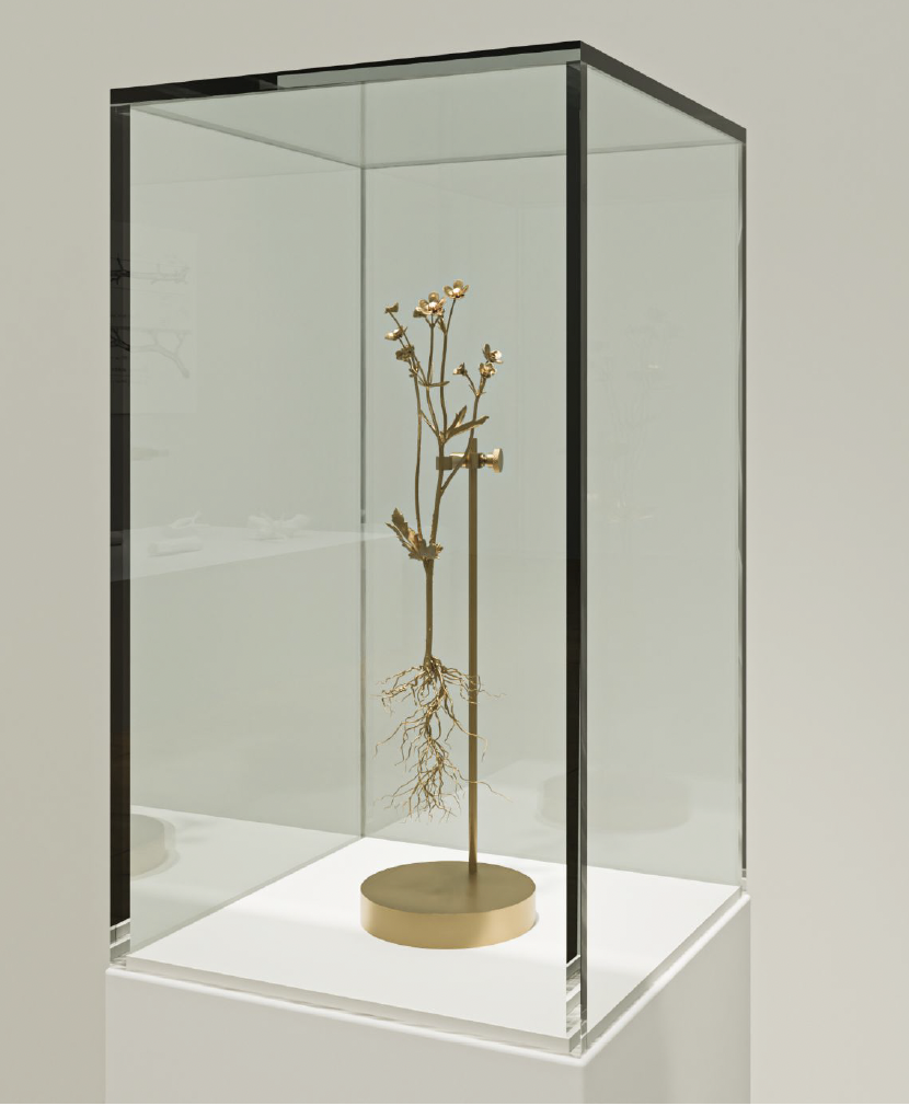 Bronze Flowers: Ranunculus repens B