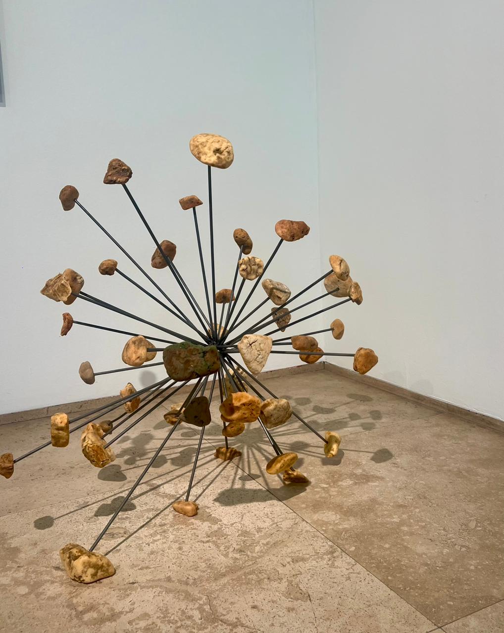 Especies de esponjas