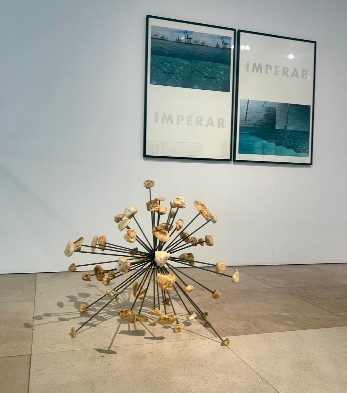 Especies de esponjas