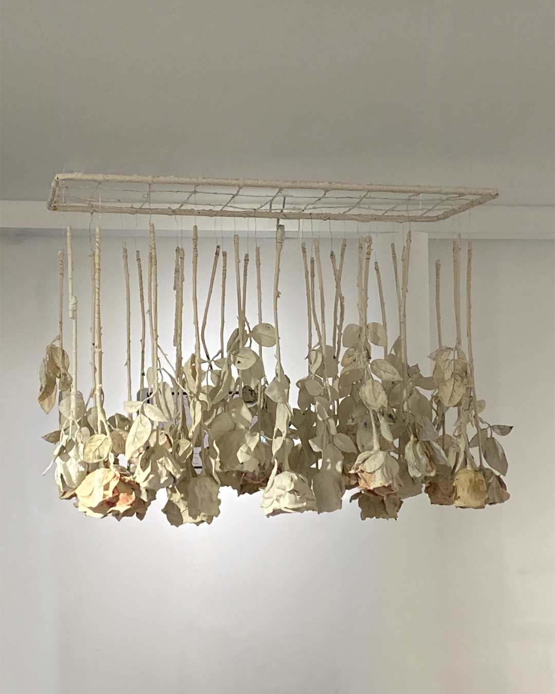 Sin título (Instalación de rosas)