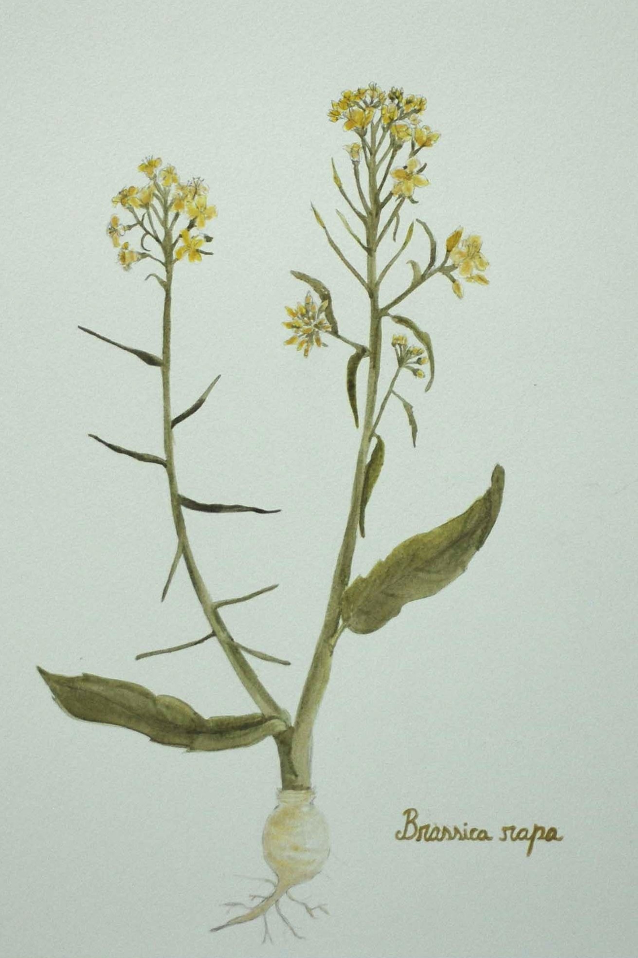 Brassica rapa
