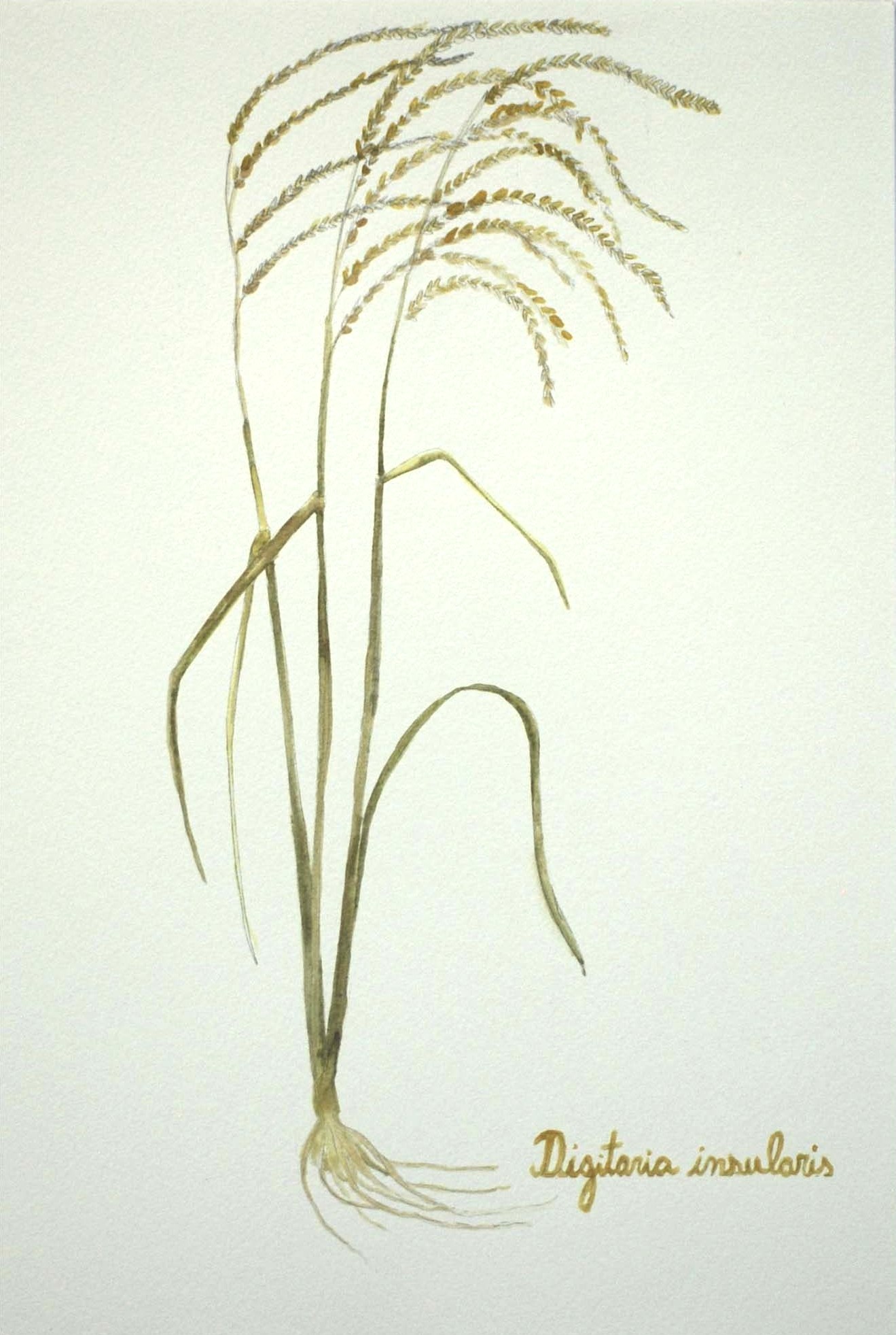 Digitaria insularis
