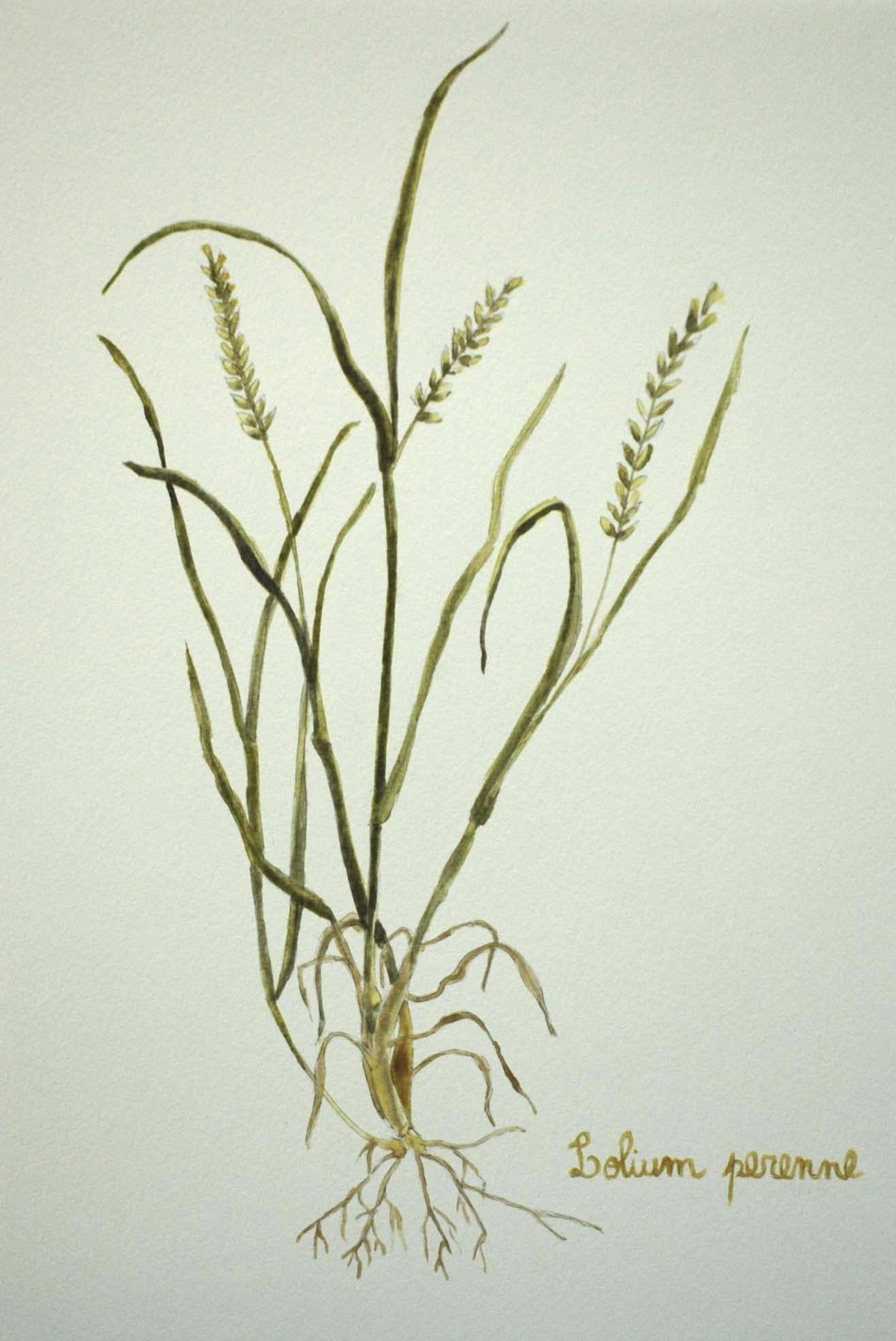 Lolium perenne