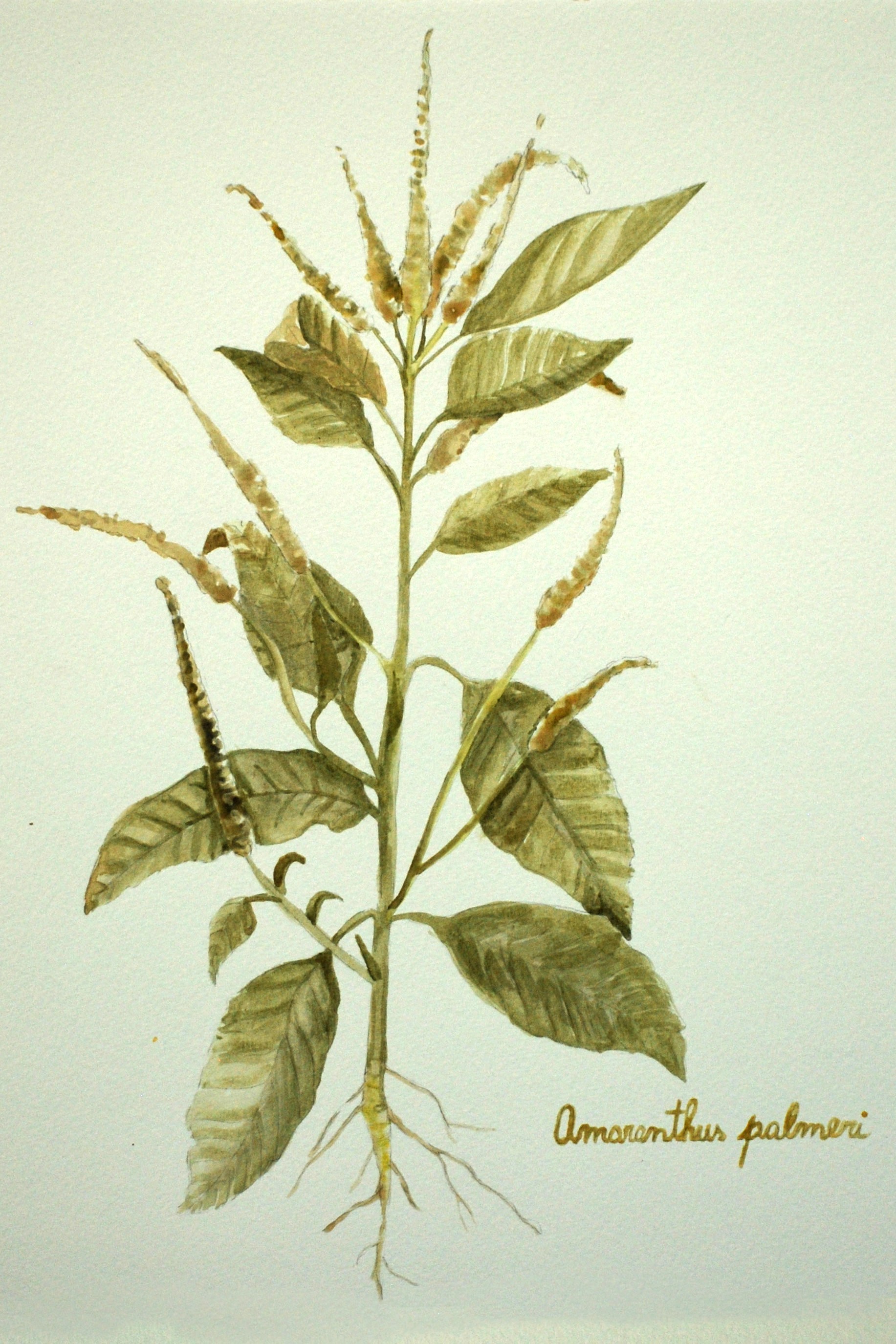 Amaranthus palmieri