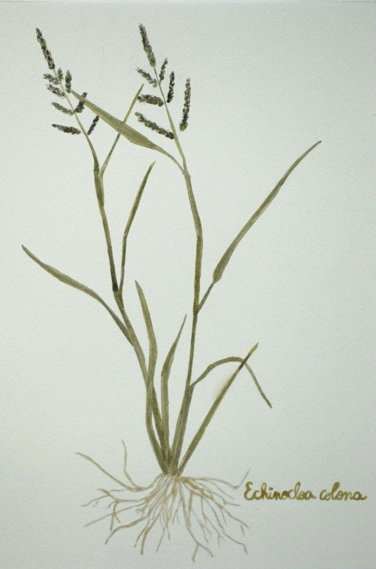 Echinocloa colona