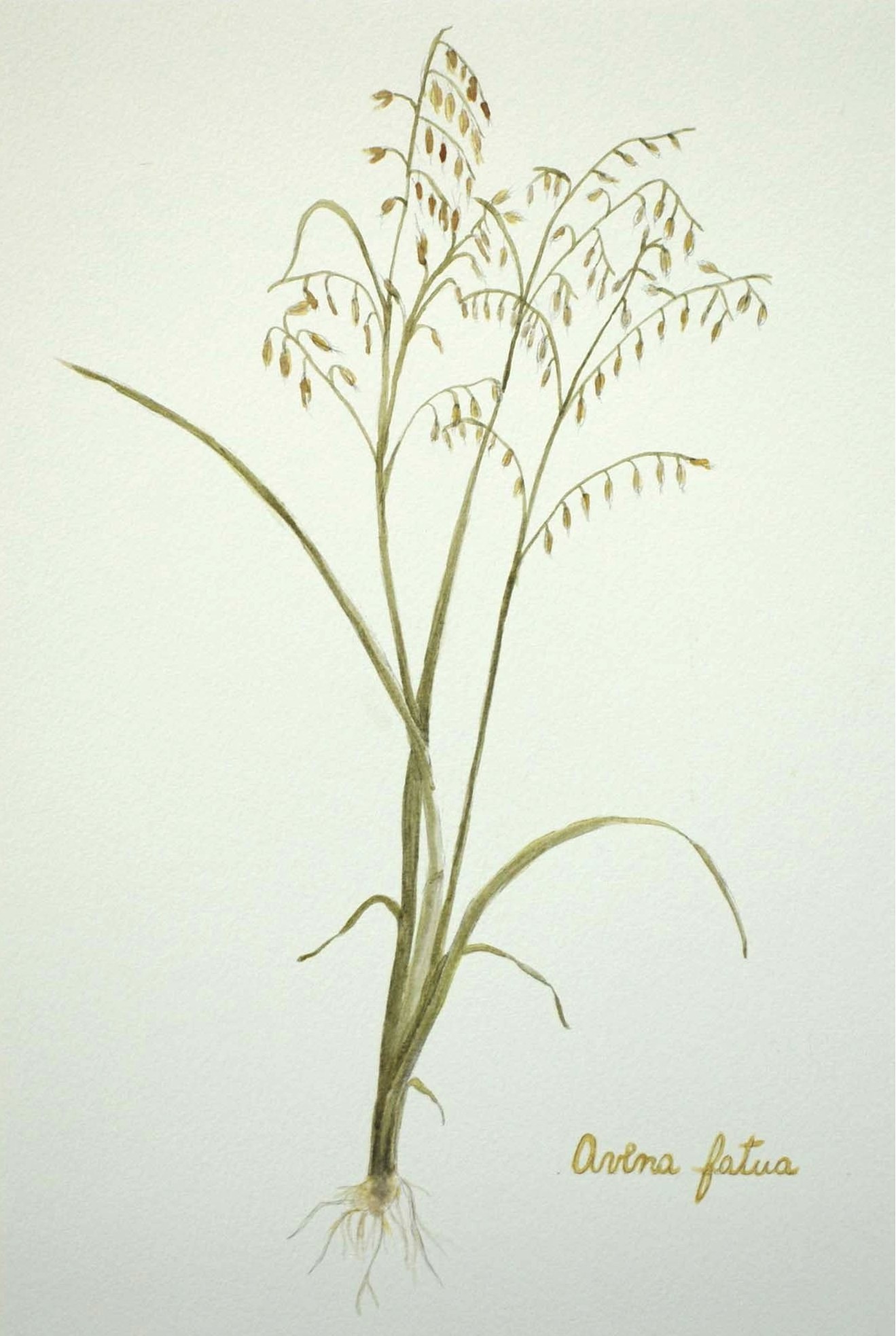 Avena fatua