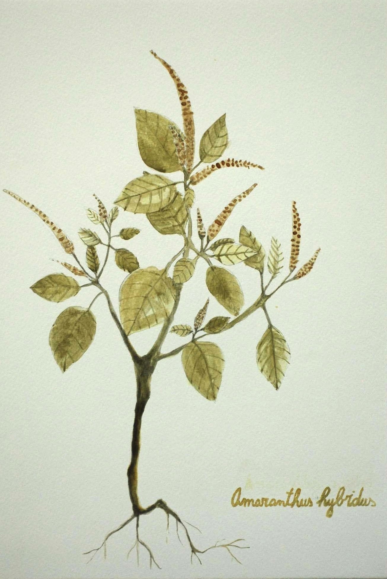 Amaranthus hybridus