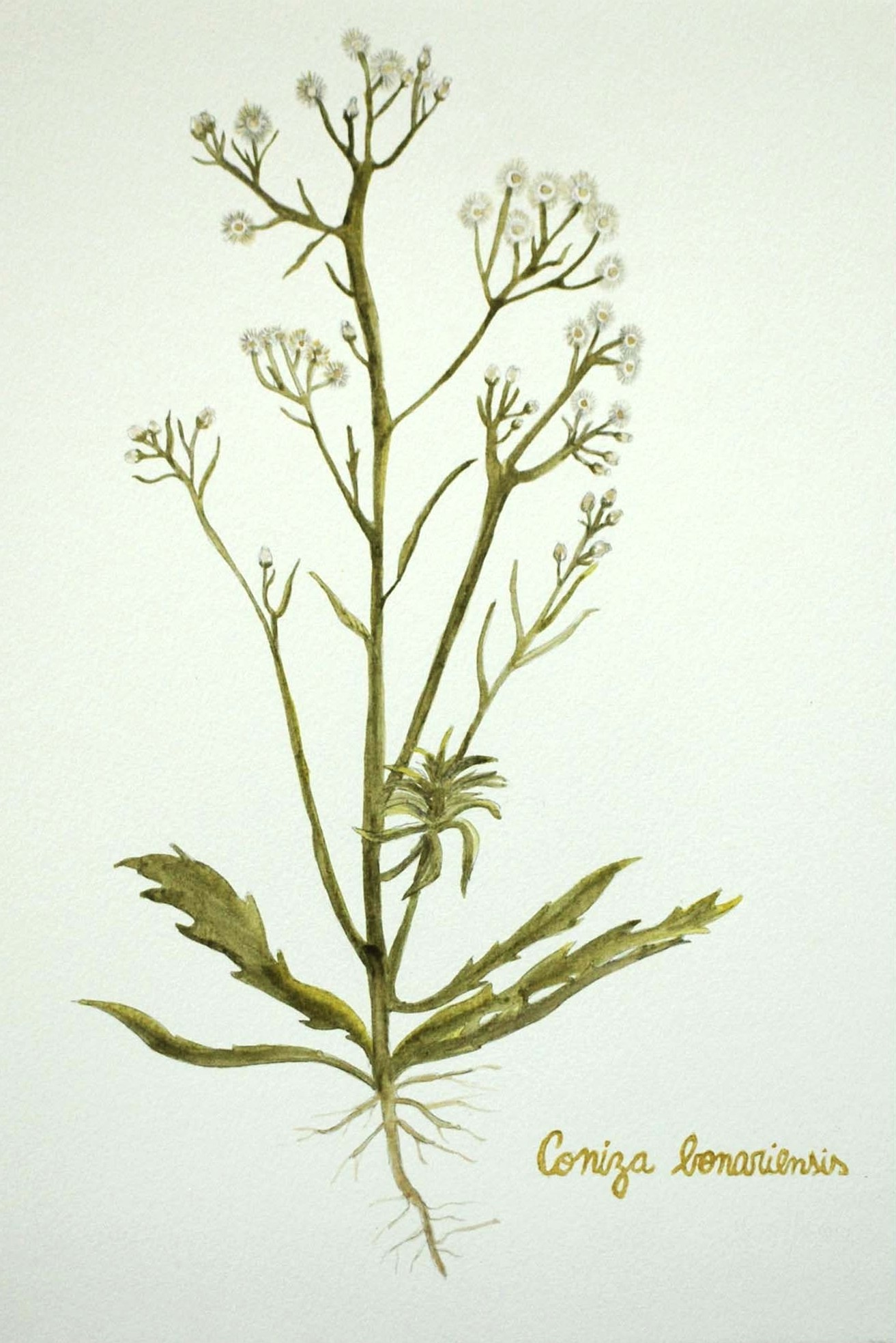 Coniza bonariensis