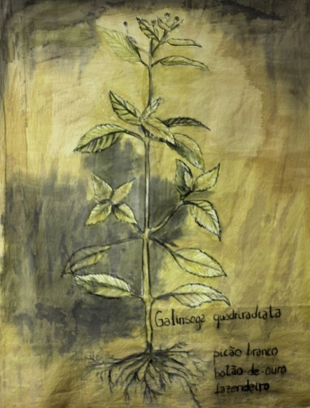 Galinsoga quadriradiata