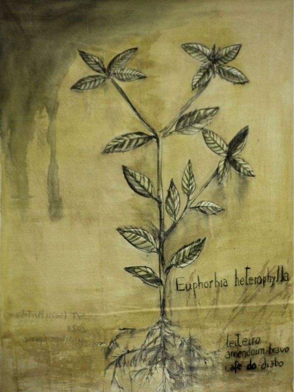 Euphorbia heterophylla